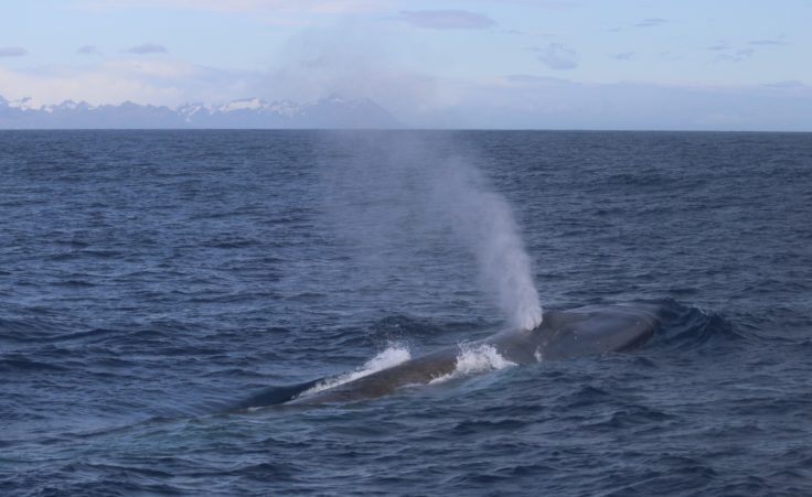 Blue whale sightings off South Georgia raise any expectations of recuperation